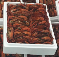 Velvet Crab